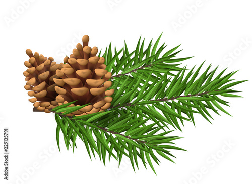 Pine cone with green pine tree branch, isolated on white. Plant for evergreen nature design, Christmas or winter decoration