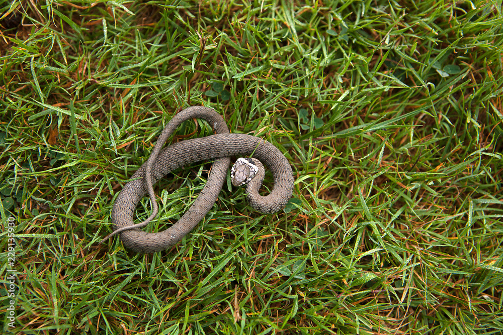 Fototapeta premium Eurasian Grass Snake, viewed from above