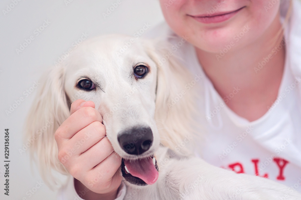White saluki puppy hot sale