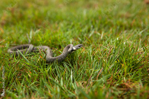 Hunting Grass Snake