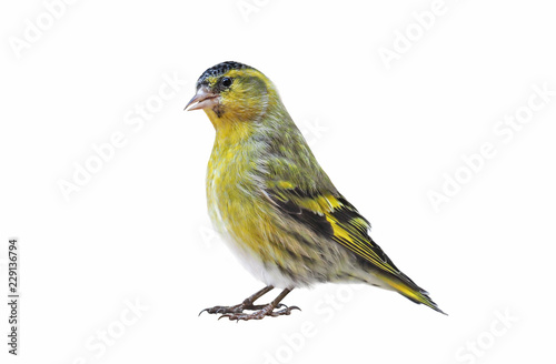 Male Eurasian Siskin (Carduelis spinus), isolated on White background, cut out