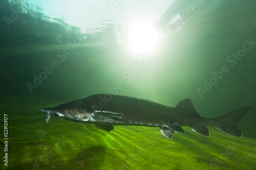 The biggest fish Beluga, Huso huso swimming in the river. Underwater photography. Freshwater fish sturgeon swimming in the nature. Fish in tank. Nice background. Live in the sea. Great Sturgeon.