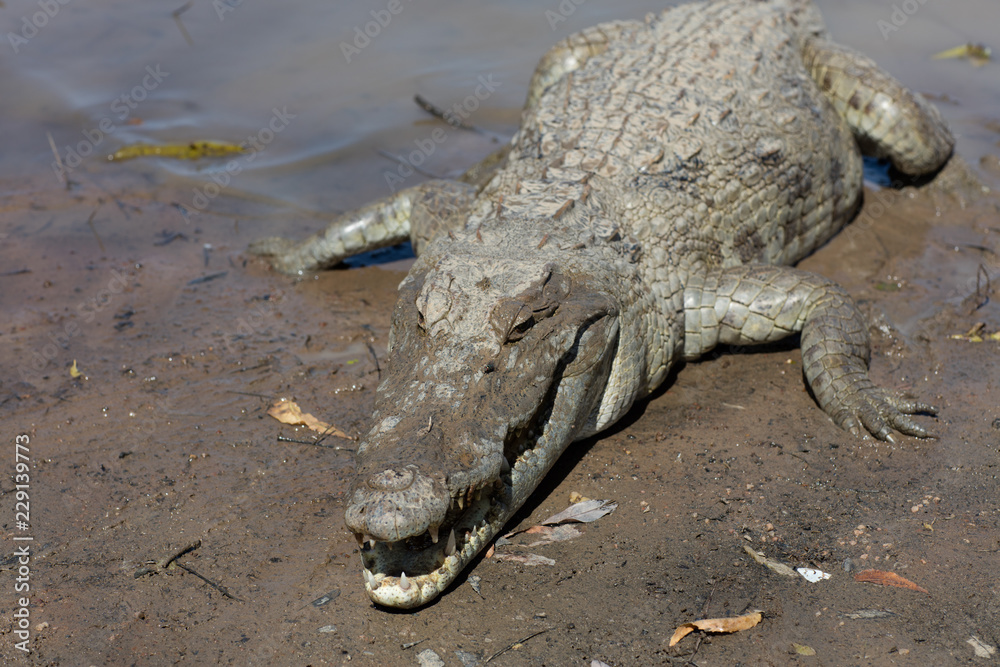 Fototapeta premium Sacred crocodile, Burkina Faso