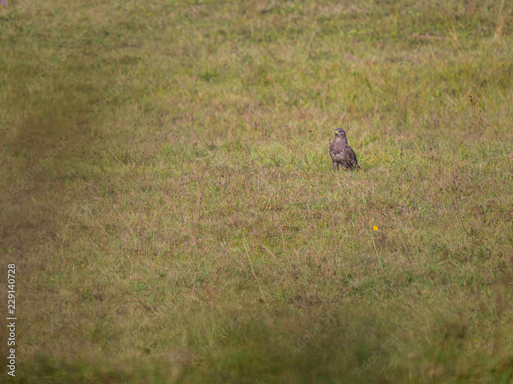 Buse variable et prairie Buse variable et prairie
