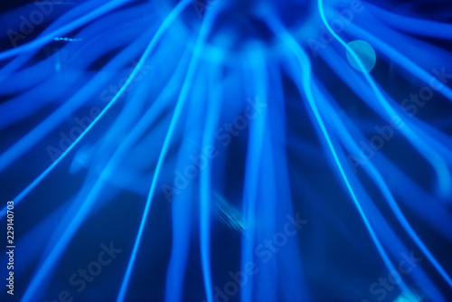 Close up of Plasma globe