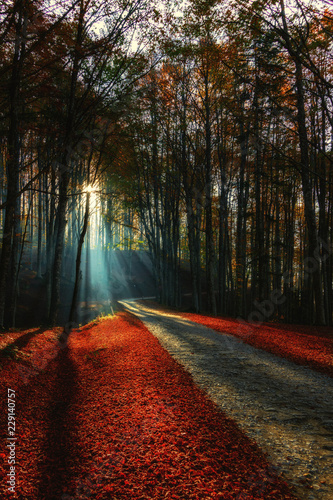 foliage foreste casentinesi