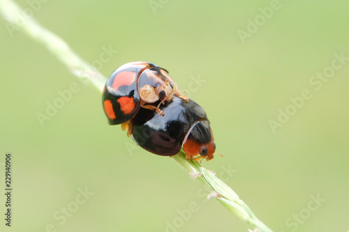 ladybug, this ladybug is an interesting animal in East Kalimantan. Tenggarong, October 2018 Indonesia. photo