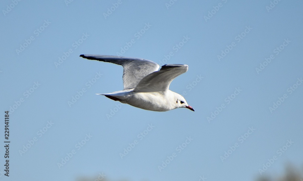 seagull in flight