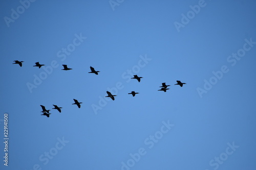 flock of birds on blue sky