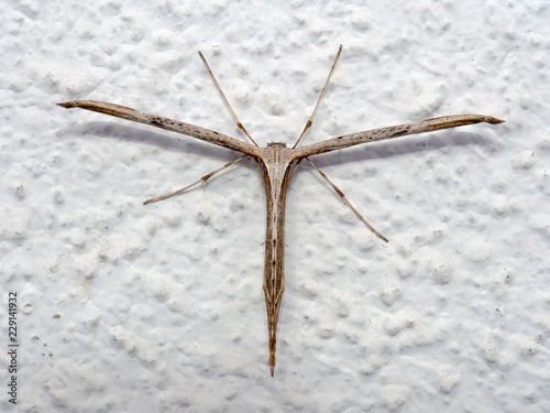 Common Plume Moth, Emmelina monodactyla with rolled wings on wall. AkaT-moth or morning-glory. photo