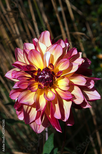 Fototapeta Naklejka Na Ścianę i Meble -  Dahlia head with yellow centres and pink tips to the petals,  variety Park Princess