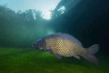 Freshwater fish carp (Cyprinus carpio) swimming in the beautiful clean pound. Underwater shot in the lake. Wild life animal. Carp in the nature habitat with nice background. Underwater photography.