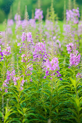 Fireweed in Porvoo  which is Finland s second oldest town with lots of nature around and is a beautiful small village near capital Helsinki