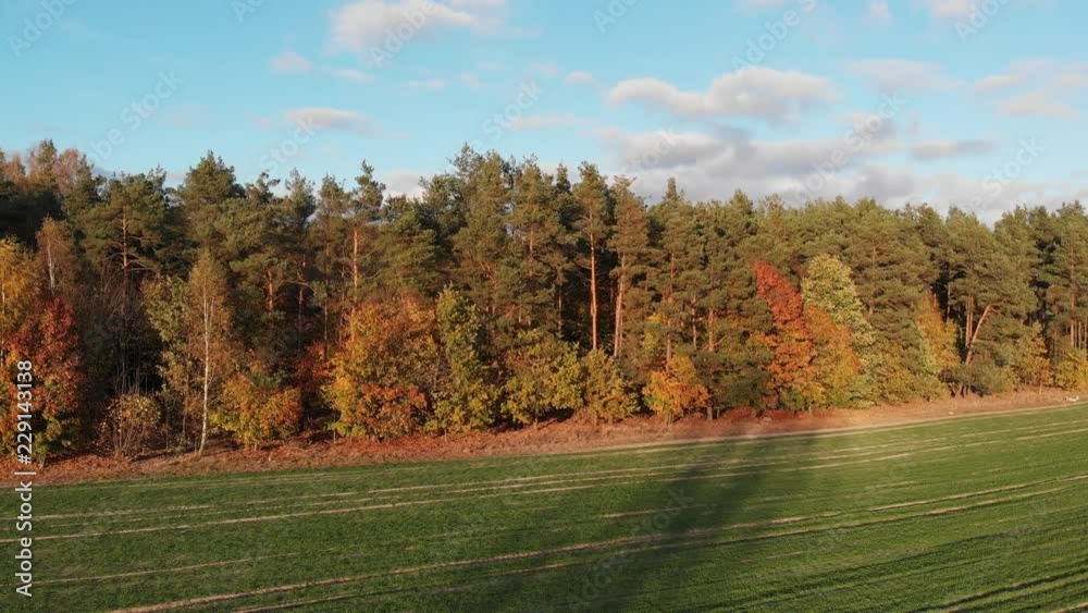 Autumn in the forest.