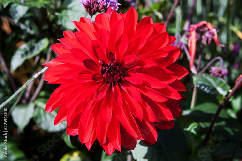 Fototapeta Naklejka Na Ścianę i Meble -  Bright red Dahlia, variety Grenadier