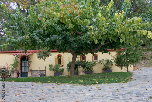 Tree in the yard of Saint Dionysius monastery of Olympus