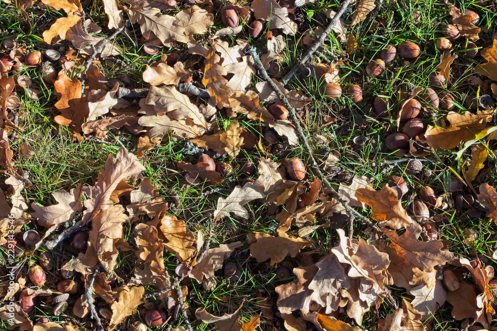 Acorns on the ground Acorns on the ground