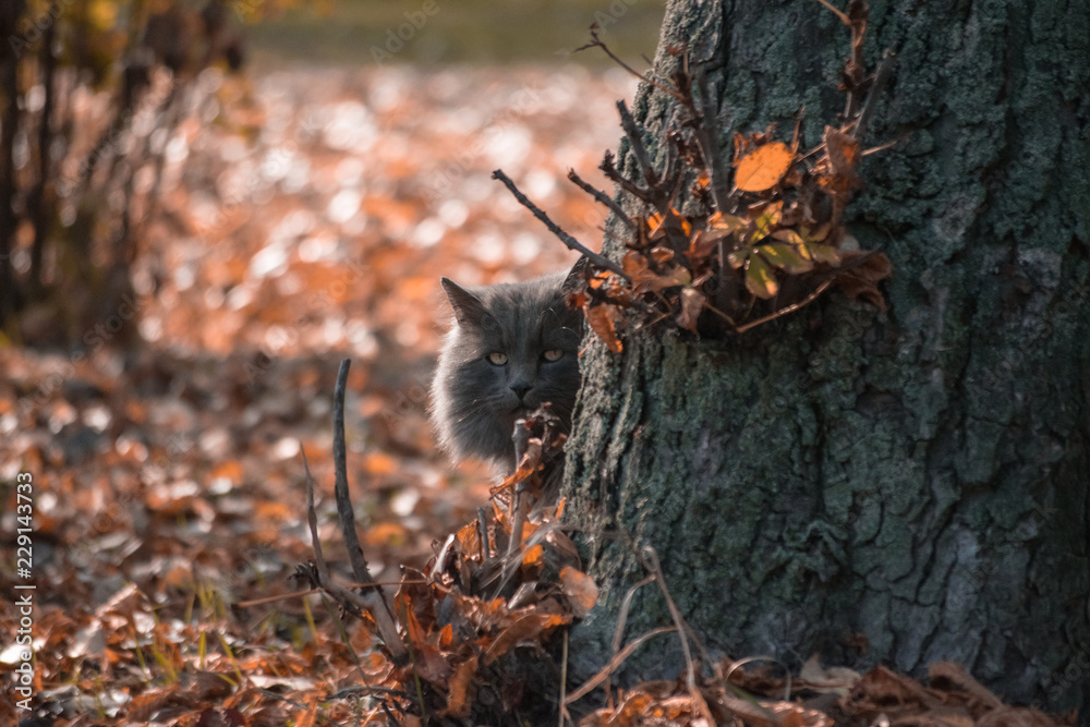 Beautiful and fluffy gray cat looks out from behind a tree