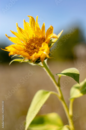 Gassirunde photo