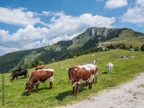 Milchkühe auf einer Alm in den Bergen © Animaflora PicsStock