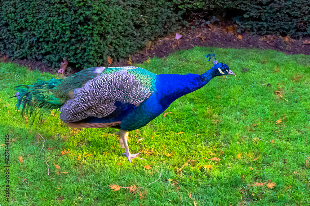 Obraz premium Wild peacock in British Park - Warwick, Warwickshire, United Kingdom
