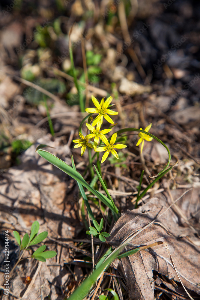Gagea lutea, the Yellow Star-of-Bethlehem blooming in the spring forest. . Gagea lutea, the Yellow Star-of-Bethlehem blooming in the spring forest. .
