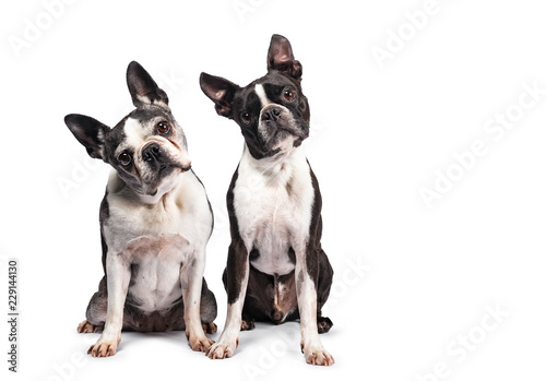 Funny duo of two black and white Boston Terriers sitting beside eachother, looking to camera with tilted heads, isolated on white background photo