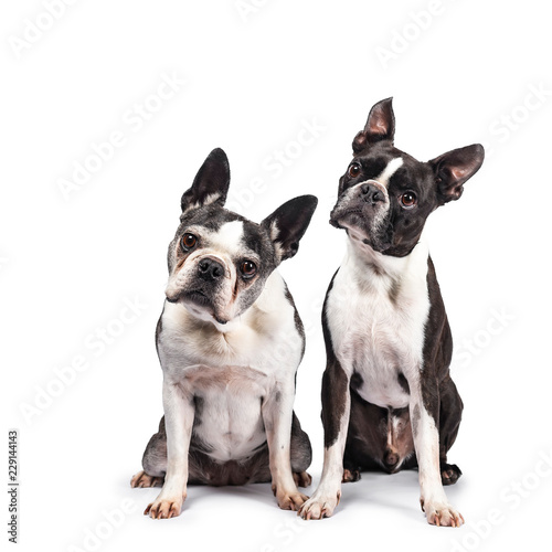 Funny duo of two black and white Boston Terriers sitting beside eachother, looking to camera with tilted heads, isolated on white background