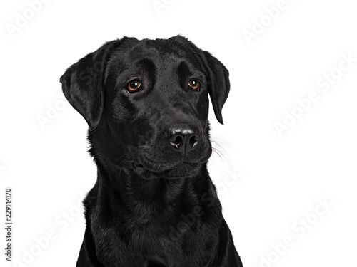 Head shot of deep black adult handsome dog looking to the side with brown eyes, isolated on white background