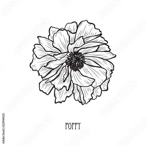 Fototapeta Naklejka Na Ścianę i Meble -  hand drawn floral decoration