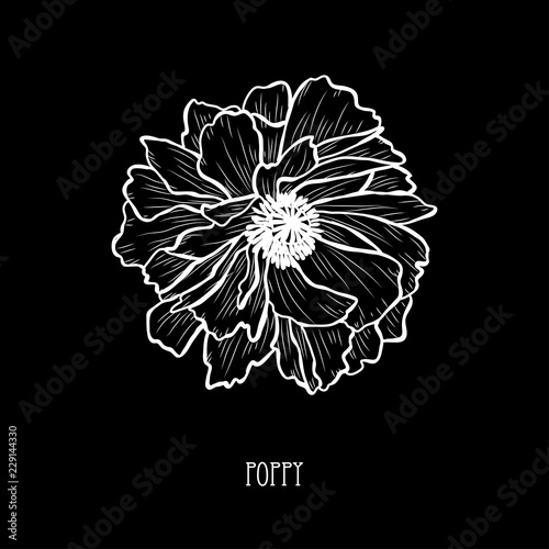 Fototapeta Naklejka Na Ścianę i Meble -  hand drawn floral decoration