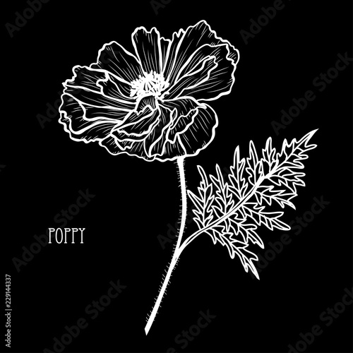 Fototapeta Naklejka Na Ścianę i Meble -  hand drawn floral decoration