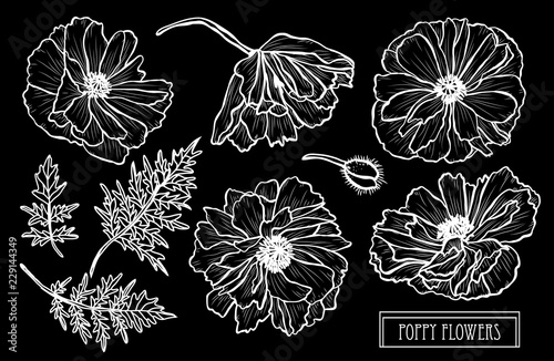 Fototapeta Naklejka Na Ścianę i Meble -  hand drawn floral decorations