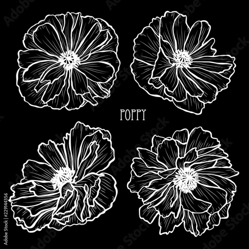 Fototapeta Naklejka Na Ścianę i Meble -  hand drawn floral decorations