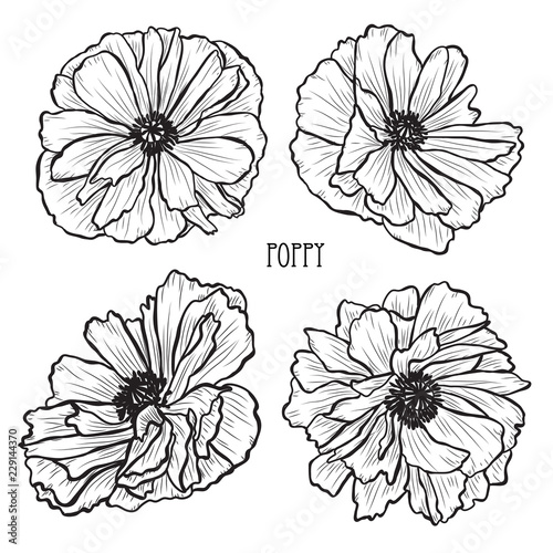 Fototapeta Naklejka Na Ścianę i Meble -  hand drawn floral decorations