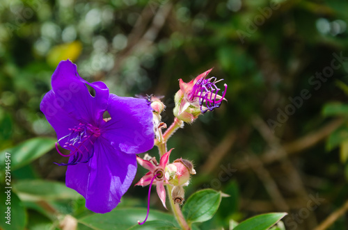 Tibouchina urvilleana (DC.) Cogn. photo