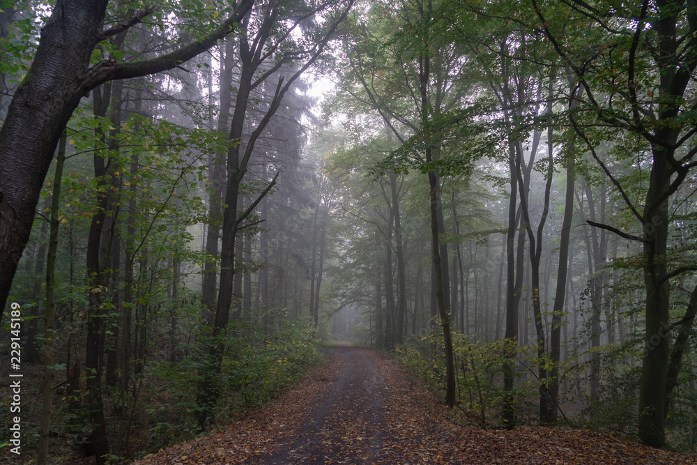 Fototapeta premium Herbstwald