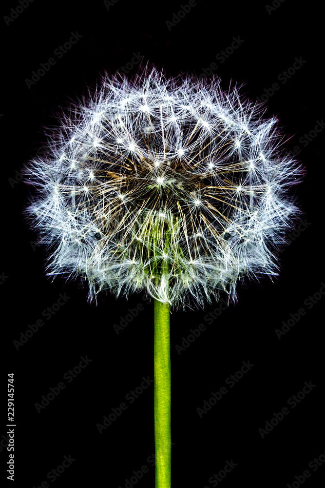 White bloom head Dandelion flower isolated on black background. White bloom head Dandelion flower isolated on black background.