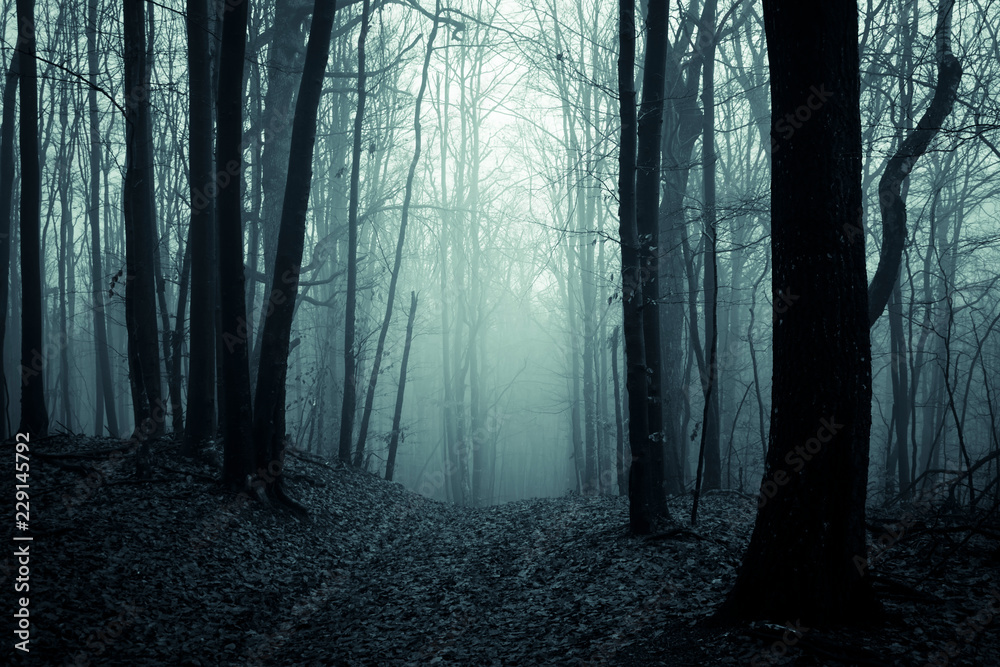 Naklejka premium dark scary forest path, fantasy landscape