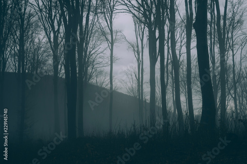 dark woods with trees in fog