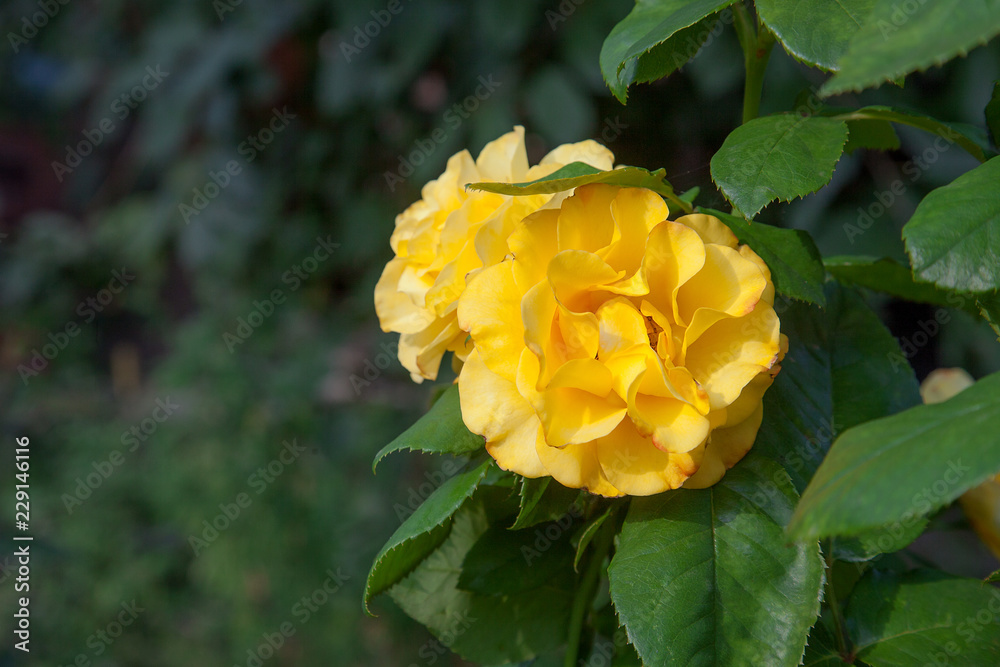 Beautiful yellow rose bush growing in the garden. Beautiful yellow rose bush growing in the garden.