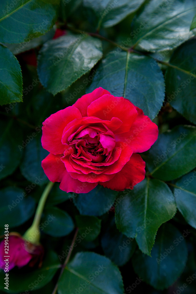Beautiful red rose growing in the garden. Beautiful red rose growing in the garden.