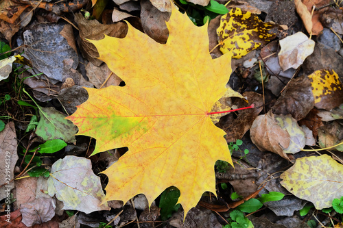 Yellow maple leaf on the ground in autumn