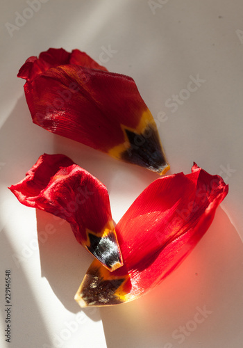 3 tulip leafs
