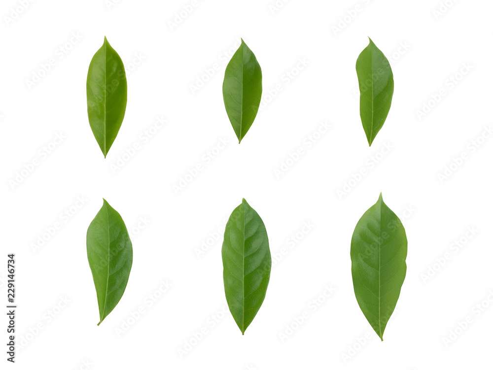 Fresh green leaf  isolated set on white