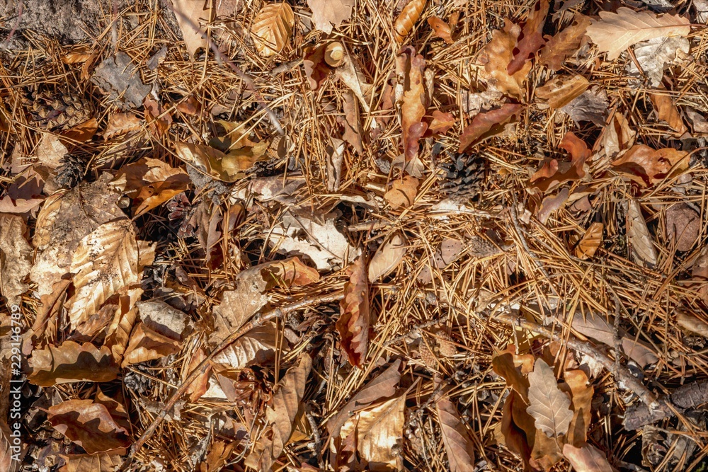 Autumn forest floor with beech and oak leaves, pine needles and pine cones as background Autumn forest floor with beech and oak leaves, pine needles and pine cones as background