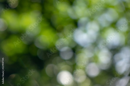 Natural outdoors bokeh background green leaves in garden. Beautiful summer layout