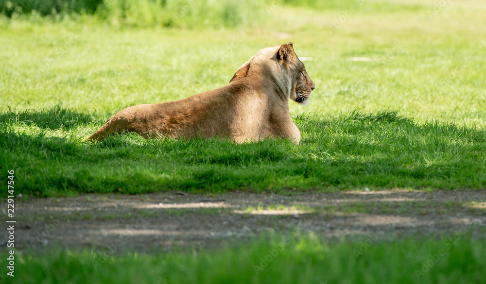 male lion male lion