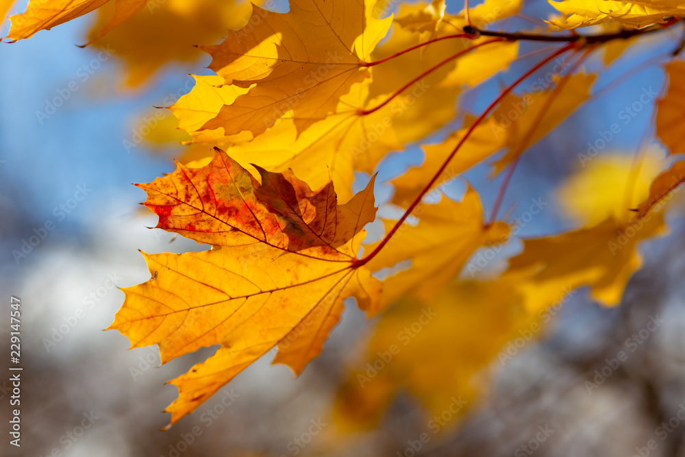 Glowing yellow autumn leaves on blue sky background