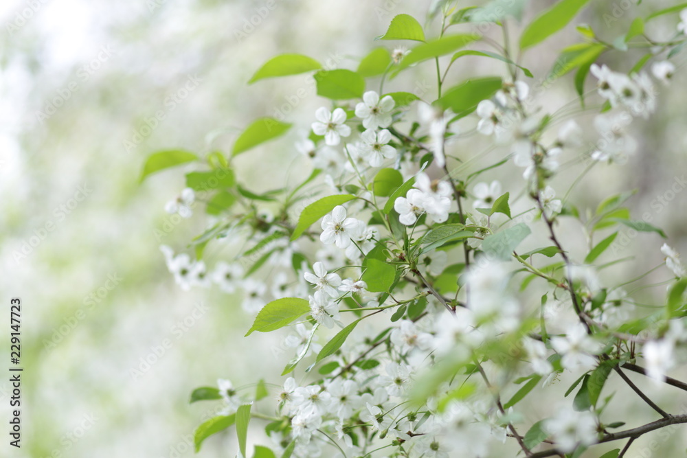 white flowers tree blossomed spring cherry apple white flowers tree blossomed spring cherry apple